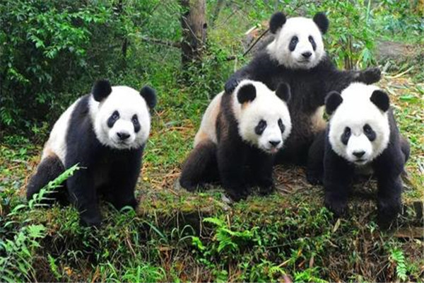 大熊貓為什么是國寶的原因?為什么大家稱(chēng)大熊貓為國寶