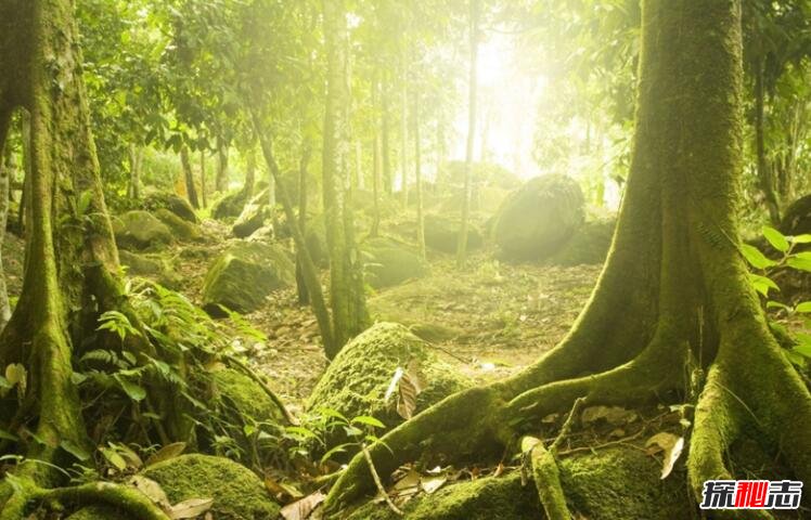 森林將覆蓋大地