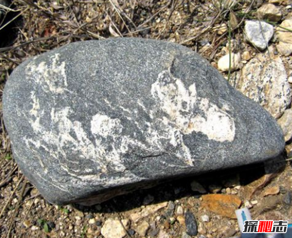 湖北林歸縣工地發(fā)現天然龍形石,圖案完整清晰(重307公斤)