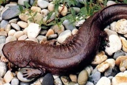 娃娃魚(yú),學(xué)名叫大鯢,又叫作人魚(yú)