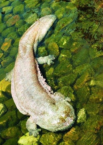 娃娃魚(yú)是世界上最大的兩棲動(dòng)物