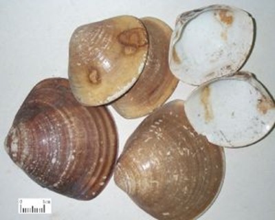 壽命最長(cháng)的動(dòng)物