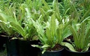 蕨類(lèi)植物-最早的陸上植物