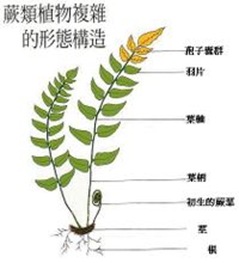 蕨類(lèi)植物-最早的陸上植物