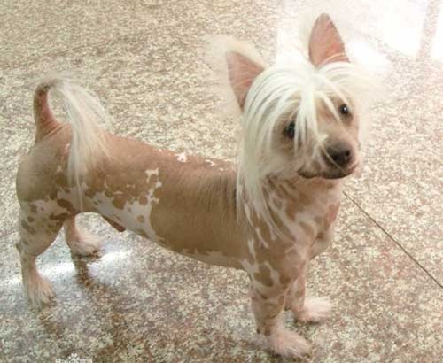 中國冠毛犬