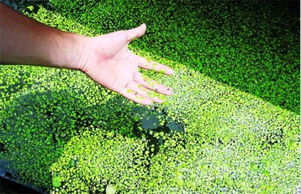 無(wú)根萍 最小的開(kāi)花植物