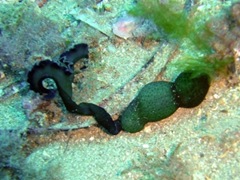 Bonellia viridis 綠螠蟲(chóng)
