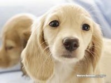 NO.4 迷你臘腸犬 14.4歲