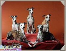 NO.5 惠比特犬 14.3歲