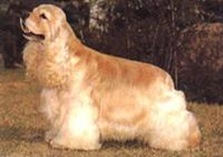 NO.6 美國可卡犬 12.5歲