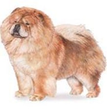 NO.7 松獅犬 13.5歲