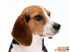 NO.9 比格獵兔犬 13.3歲