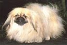 NO.10 北京犬 13.3歲