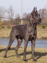 大丹犬(Great Dane