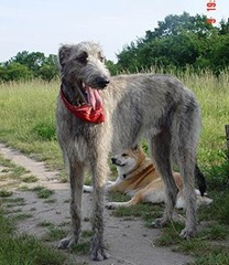 愛(ài)爾蘭獵狼犬