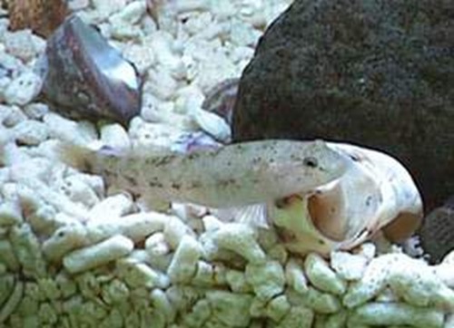 最小的魚(yú)類(lèi)基本都是蝦虎魚(yú)類(lèi)
