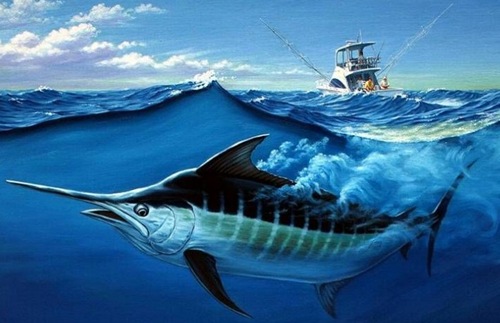 旗魚(yú)又被稱(chēng)作芭蕉魚(yú) 旗魚(yú)又被稱(chēng)作芭蕉魚(yú)