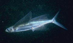 飛魚(yú)